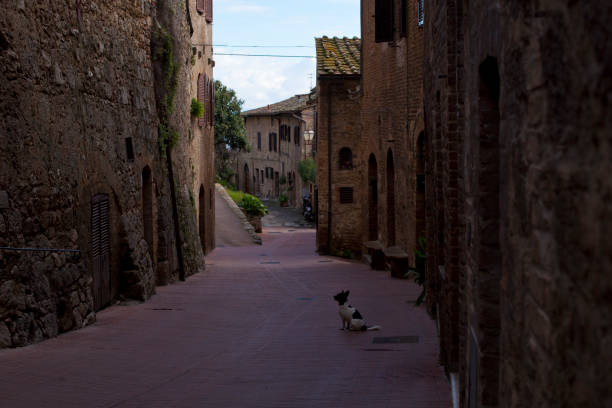 istock Solitary dog in medieval alley 1274184240