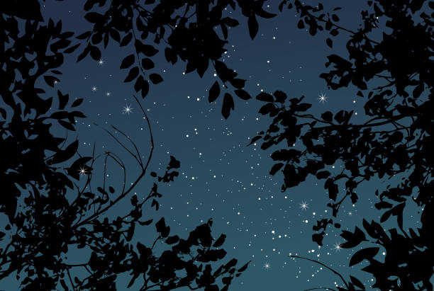 여름 야외 별이 빛나는 하늘 벡터 웨딩 텍스처 - 12시 일러스트 stock illustrations