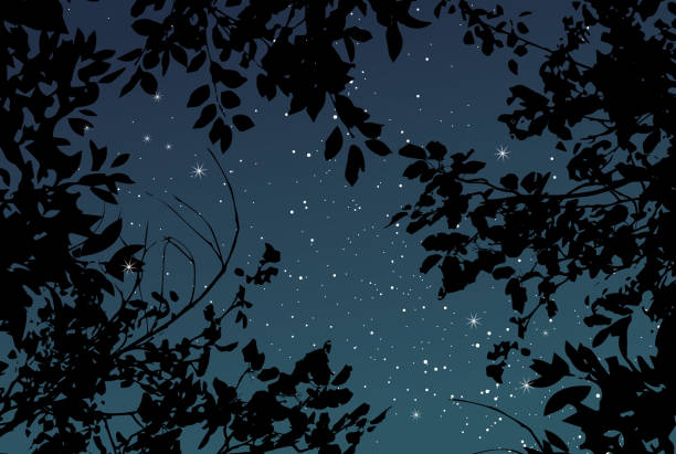 Summer outdoor starry sky vector wedding texture Magic night dark navy card with black tree branches. Summer outdoor starry sky vector wedding texture. Save the date elegant background. White scattered star dust. Fairytale magic card. Editable. dark blue night stock illustrations