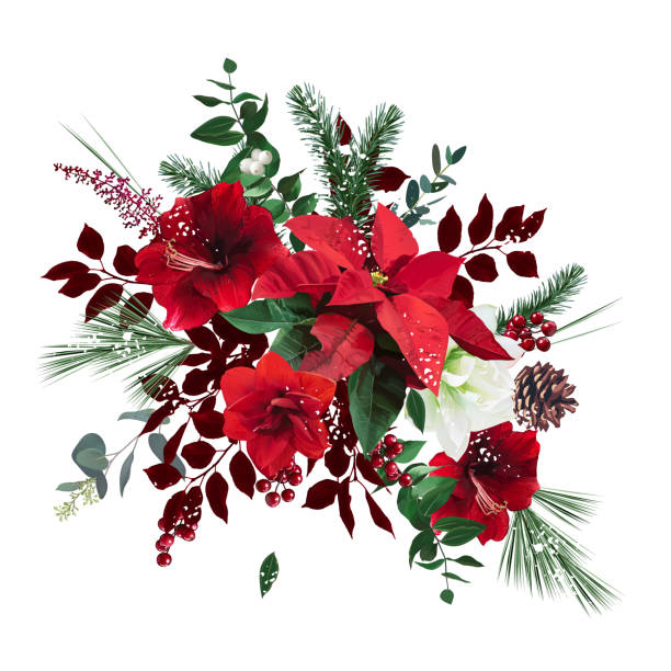 ilustrações, clipart, desenhos animados e ícones de feliz buquê de vetor floral de natal. amaryllis vermelho e branco, poinsettia - poinsettia