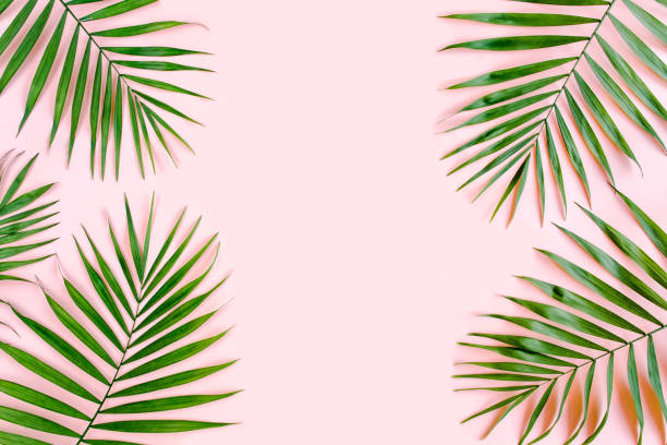 istock Tropical green palm leaves on pink background. Flat lay, top view 1274192377