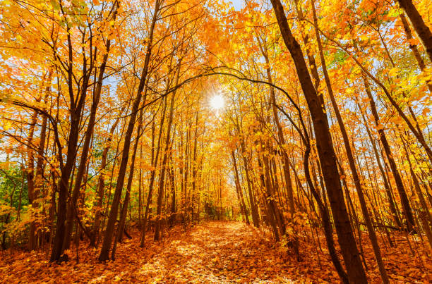 wunderschöne einladende aussicht auf gelb goldene farbe herbstwald an sonnigen warmen großen tag - park tree light autumn stock-fotos und bilder