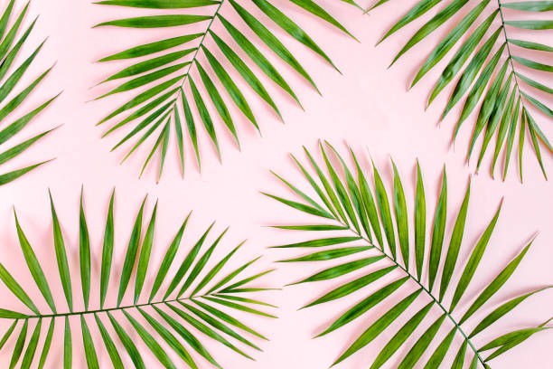 istock Texture tropical green palm leaves on pink background. Flat lay, top view 1274208233