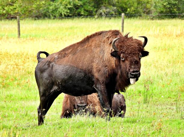 istock American Bison (Bison bison) sticking out its tongue 1274210118