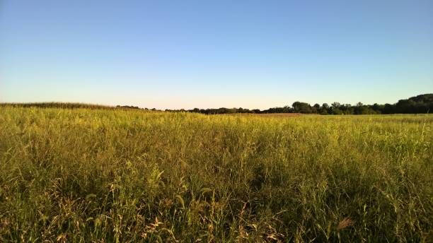 istock Cover Crop at Dusk 1274257753