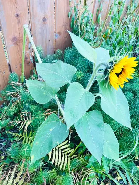 After this sunflower’s stem broke in half it did not die. Instead it continued to grow up towards the sun and bloomed as bright as the others in the garden in fall.