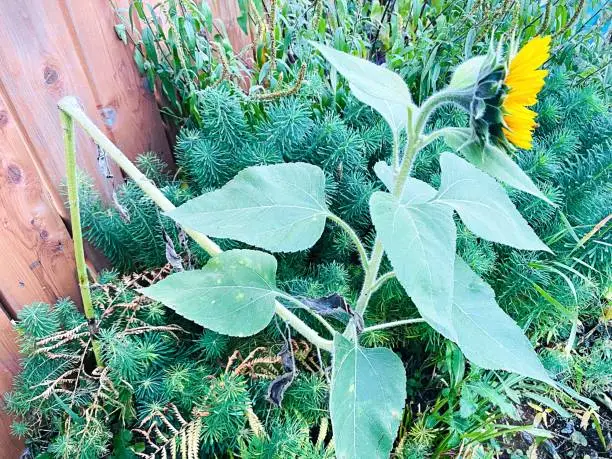 After this sunflower’s stem broke in half it did not die. Instead it continued to grow up towards the sun and bloomed as bright as the others in the garden in fall.