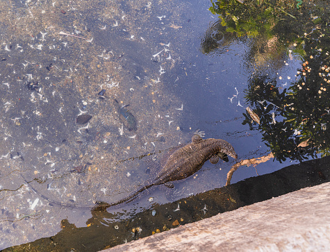 The huge Asian Water Monitor, Varanus Salvator, is feeding with remains of fishes dumped in a river nearby to a fish market in Galle, Sri Lanka.