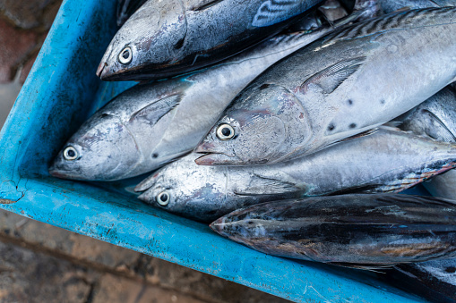 The fresh catch of tuna fish