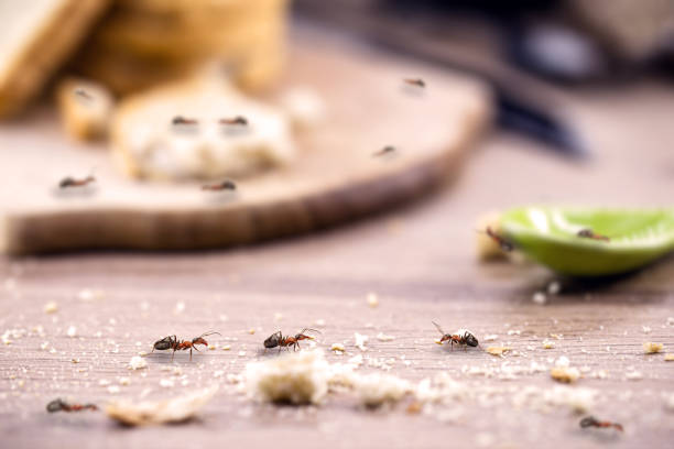 common ant on the kitchen table, close to food, need for pest control little red ant eating and carrying leftover breadcrumbs on the kitchen table. Concept of poor hygiene or homemade pest infestation photos stock pictures, royalty-free photos & images