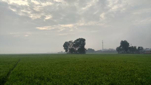 istock view of rice fields in the countryside 1274305283