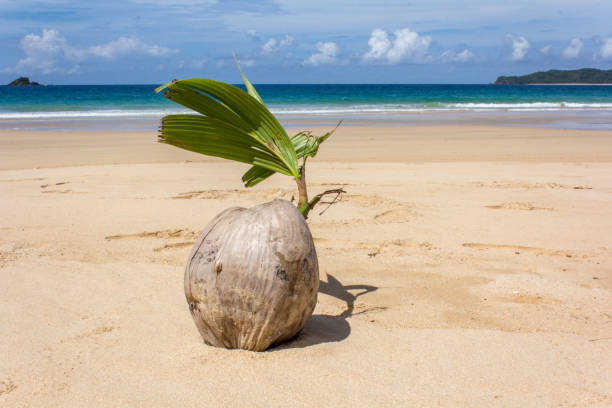 엘 니도 해변에 코코넛. 스톡 사진
