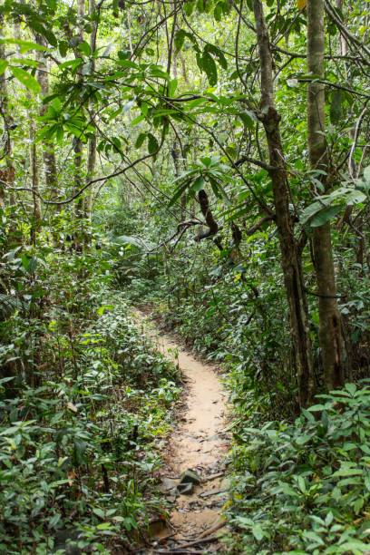 jungle path trough the tropics - fotografia de stock