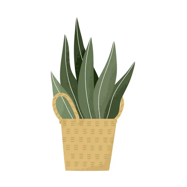 Vector illustration of Potted Indoor leaves in rattan natural pot modern house plant hand drawn vector illustration.