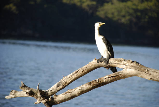 istock Pied Cormorant on a branch 1274376369