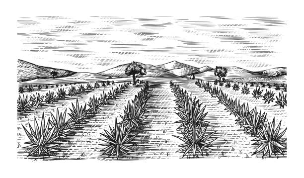 Agave field. Vintage retro landscape. Harvesting for tequila making. Engraved hand drawn sketch. Woodcut style. Vector illustration for menu or poster Agave field. Vintage retro landscape. Harvesting for tequila making. Engraved hand drawn sketch. Woodcut style. Vector illustration for menu or poster agave plant stock illustrations
