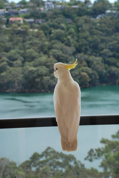 istock Cockatoo - Looking away 1274424353