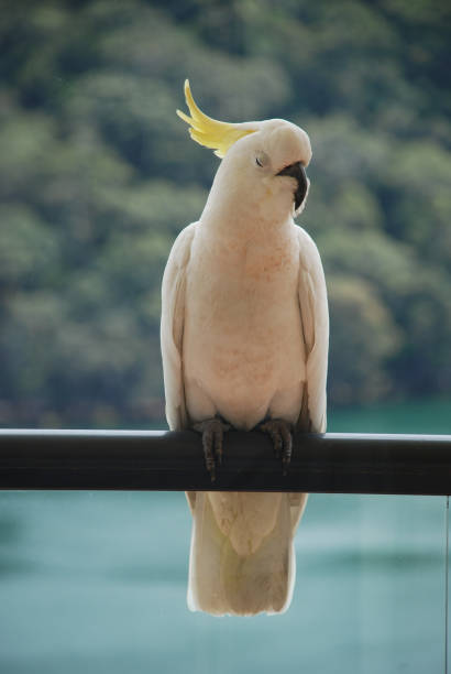 istock Cockatoo - Full Body 1274430685