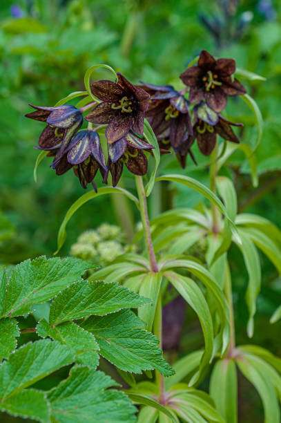 Fritillaria camschatcensis, Kamchatka Missionbells Lily, Chocolate Lily, Kamchatka fritillary, rice lily, northern rice-root, or fritillaria camschatcensis, kamchatka missionbells lily, chocolate lily, kamchatka fritillary, rice lily, northern rice-root, or