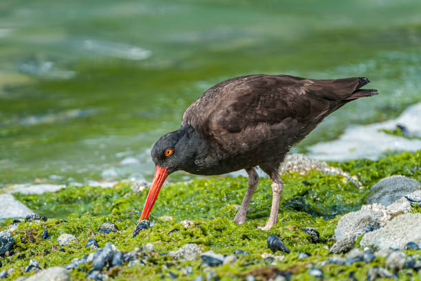 Glacier Bay: Oystercatchers Glacier Bay: Oystercatchers