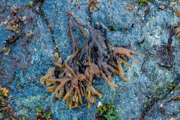 rockweed, fucus gardneri; park narodowy glacier bay; alaska; alg brązowych; - chwytniki zdjęcia i obrazy z banku zdjęć