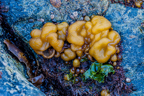 Sea Cauliflower, Spongy Cushions, Leathesia difformis,   Leathesia marina, Glacier Bay National Park; Alaska;