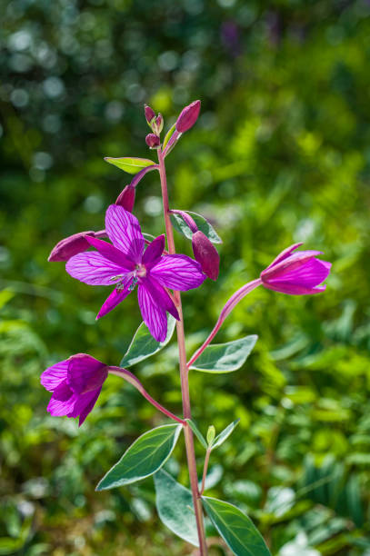 istock Chamaenerion latifolium (formerly Epilobium latifolium, also called Chamerion latifolium),  River Beauty Fireweed, dwarf fireweed, and river beauty willowherb. Glacier Bay National Park; Alaska. Onagraceae. 1274442501