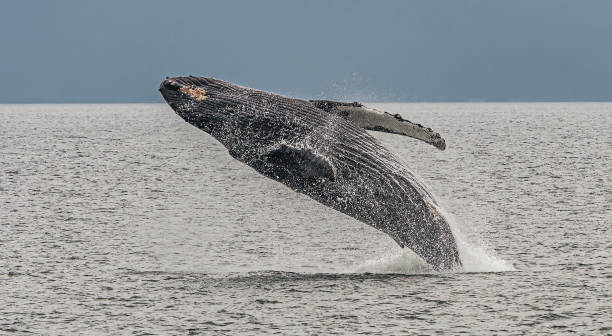 Humpback Whale Breach, Megaptera novaeangliae,  Glacier Bay National Park; Alaska Humpback Whale Breach, Megaptera novaeangliae,  Glacier Bay National Park; Alaska baleen whale stock pictures, royalty-free photos & images