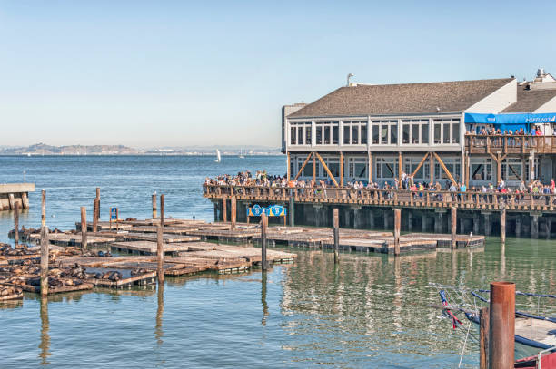 istock Pier 39 Visitors and Seals San Francisco 1274463006