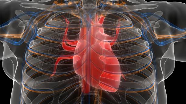 istock Human Circulatory System Heart Anatomy 1274471057