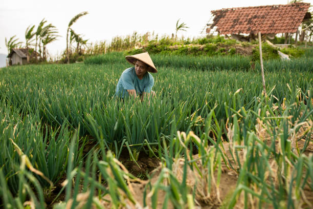 View on asian man on leeks field