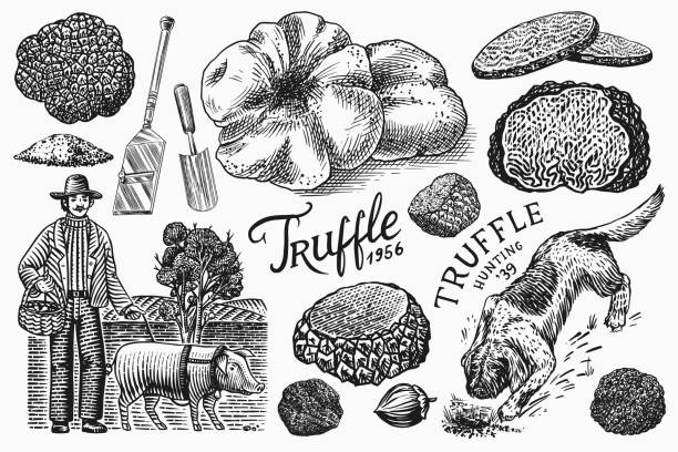 illustrazioni stock, clip art, cartoni animati e icone di tendenza di set funghi tartufi. cane hog e lagotto romagnolo. schizzo vintage inciso a mano. ingredienti per cucinare il cibo. stile xilografico. illustrazione vettoriale - tartufo