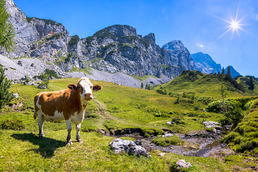 Grazing cows in a field eating blades of grass, black and white dairy cattle, in a green pasture landscape, head down