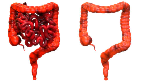 istock Human Digestive System Large and Small Intestine Anatomy 1274477596