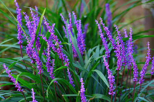 Liriope muscari, commonly called lily turf, blue lily turf, monkey grass or border grass, is a grass-like perennial which features clumps of strap-like, arching, glossy, dark green leaves. However, it is not a grass and part of asparagus family. Erect, showy flower spikes with dense, violet-purple flowers rise above the leaves in late summer. Flowers give way to black berries which often persist into winter.