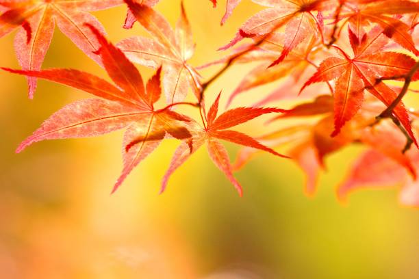 istock Shine of late autumn 1274496321