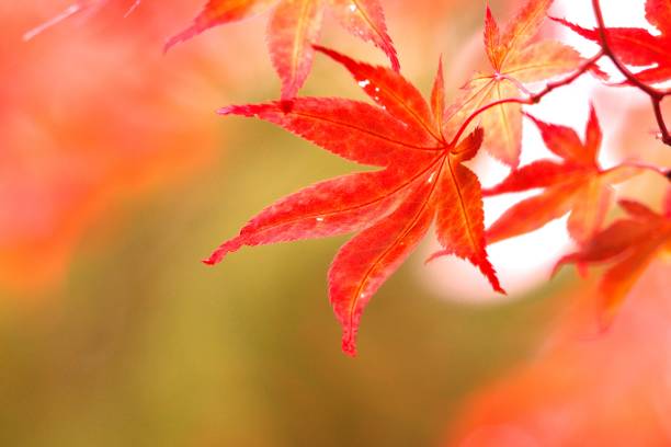 istock Shine of late autumn 1274496547