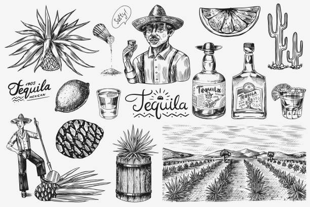Tequila bottle, shot with lime, blue agave Plant, barrel and root ingredient, farmer and harvest. Engraved hand drawn vintage sketch. Woodcut style. Vector illustration for menu or poster Tequila bottle, shot with lime, blue agave Plant, barrel and root ingredient, farmer and harvest. Engraved hand drawn vintage sketch. Woodcut style. Vector illustration for menu or poster agave plant stock illustrations