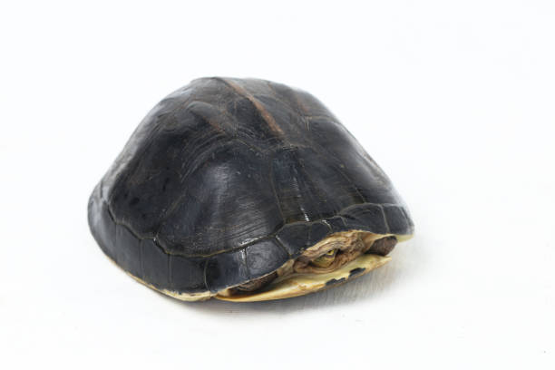 istock The Amboina box turtle (Cuora amboinensis), or southeast Asian box turtle isolated on white background 1274511694
