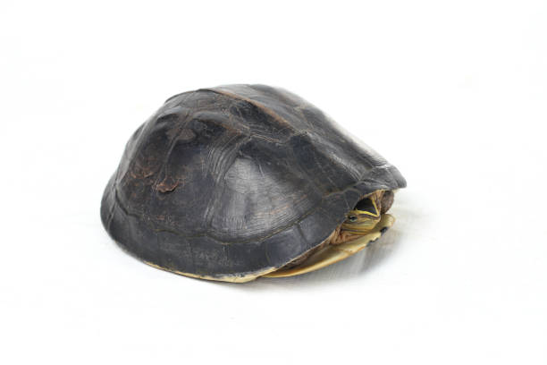 istock The Amboina box turtle (Cuora amboinensis), or southeast Asian box turtle isolated on white background 1274511695