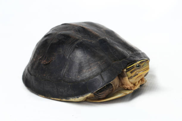 istock The Amboina box turtle (Cuora amboinensis), or southeast Asian box turtle isolated on white background 1274511779