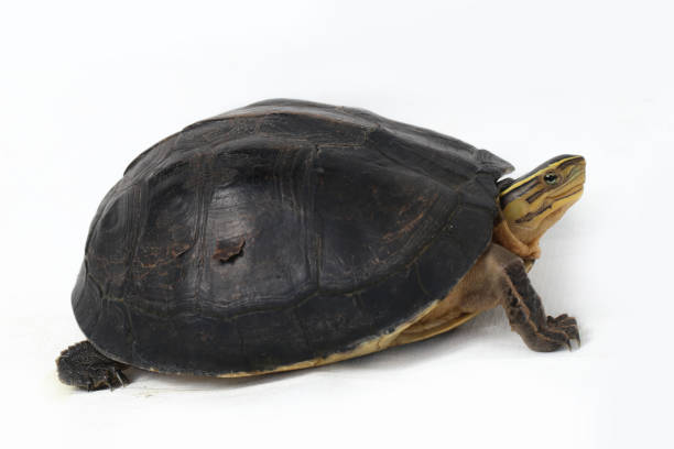 istock The Amboina box turtle (Cuora amboinensis), or southeast Asian box turtle isolated on white background 1274511850