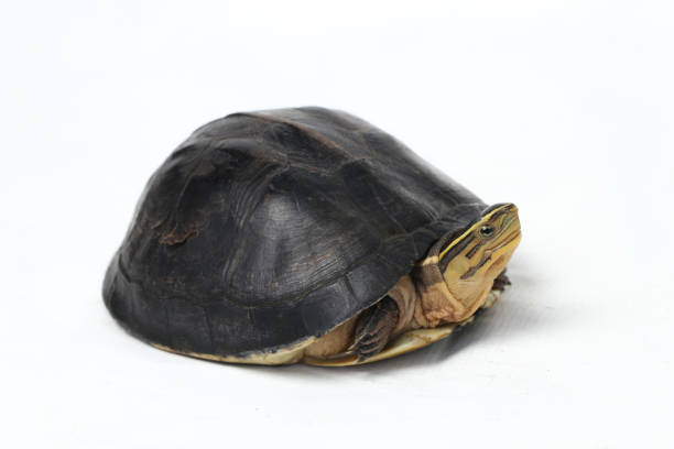 istock The Amboina box turtle (Cuora amboinensis), or southeast Asian box turtle isolated on white background 1274511947