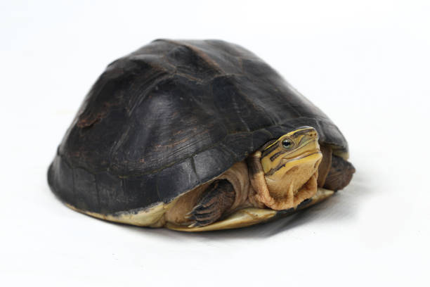 istock The Amboina box turtle (Cuora amboinensis), or southeast Asian box turtle isolated on white background 1274512803