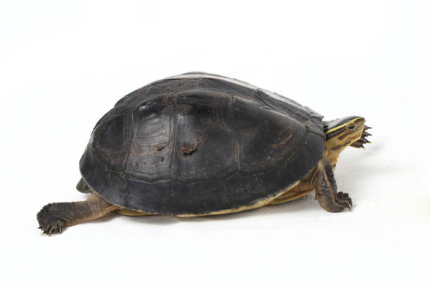 istock The Amboina box turtle (Cuora amboinensis), or southeast Asian box turtle isolated on white background 1274512842