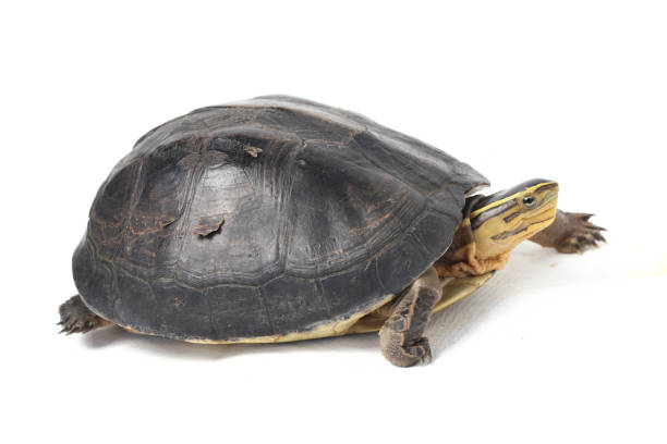 istock The Amboina box turtle (Cuora amboinensis), or southeast Asian box turtle isolated on white background 1274512843
