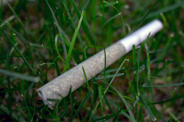 istock Selected focus a Pre-Rolls Cannabis Joints marijuana weed on a fresh lawn grass surface 1274514392