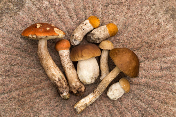 istock Harvesting forest mushrooms from ecologically clean places 1274515389