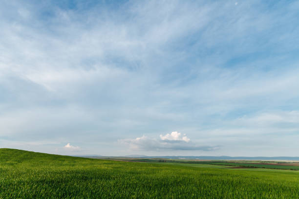 istock Green field and sky with clouds, grass in spring, agricultural cereal crop 1274520633