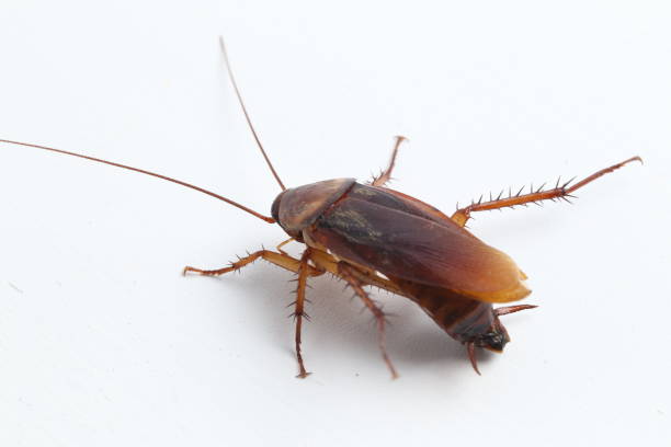 istock The cockroach isolated on the white background. 1274562966